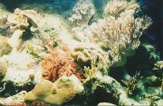 018-Coral Reef in the Aquarium